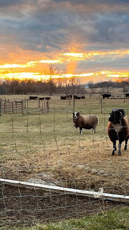 Shenandoah Valley Glamping - Amazing Views - Farm Edinburg Екстериор снимка